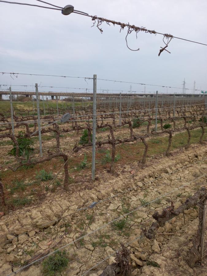 La Quiete Tra Le Vigne Tuscany Коллесальветти Экстерьер фото